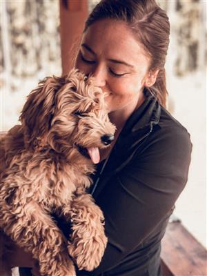 This is our puppy, Magnolia. She is a 5 month old goldendoodle. This is our puppy, Magnolia. She is a 5 month old goldendoodle.