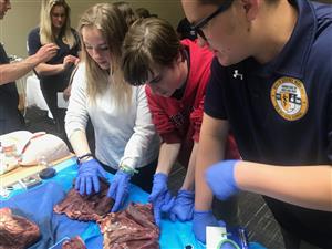 Exploring heart anatomy during a tour at St. Patrick Hospital 