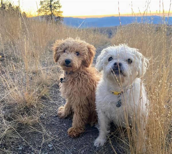 Cooper & Daisy