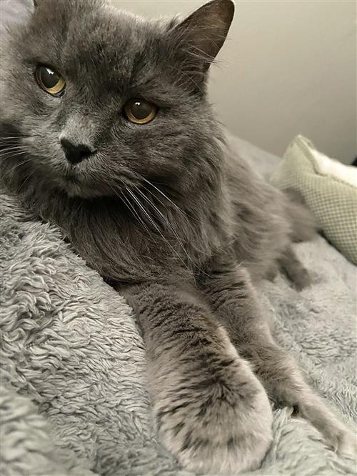 Harold the cat