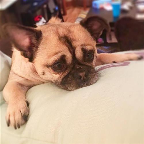 My cute dog, Kinley! My cute dog, Kinley!