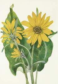 Balsomroot