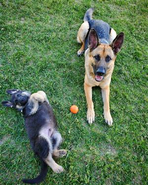 Maverick and Bear Maverick and Bear