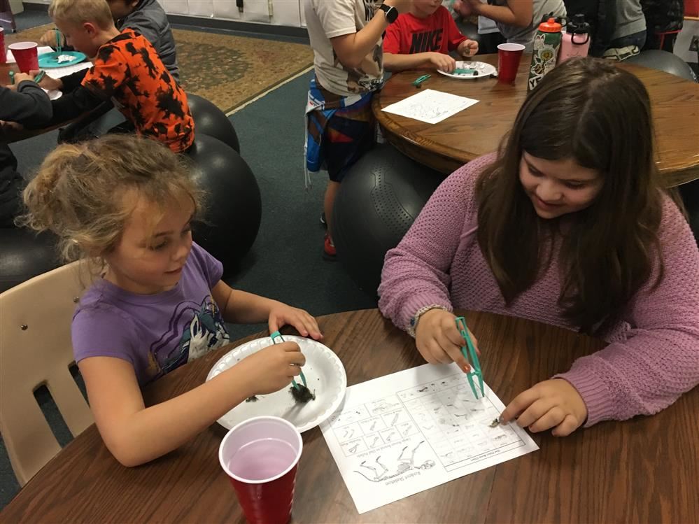 owl pellets 3