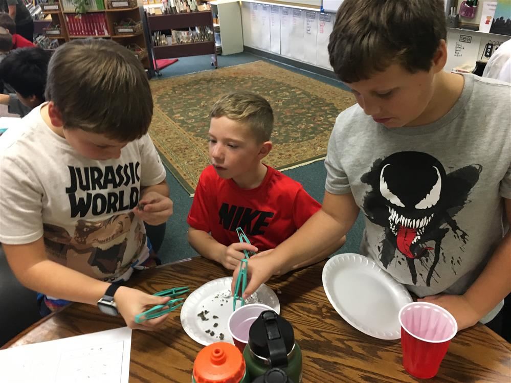 Owl Pellets 2