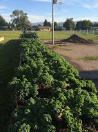 Kale Kale